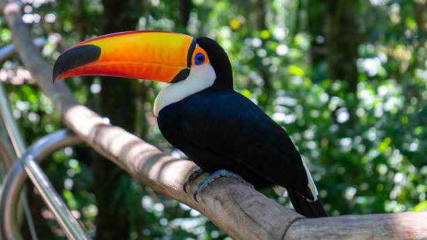 istock Toucan perched on branch at the zoo 1433554532