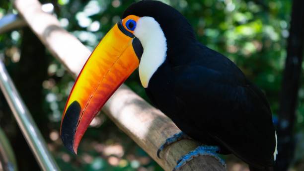 istock Toucan perched on branch at the zoo 1433554534