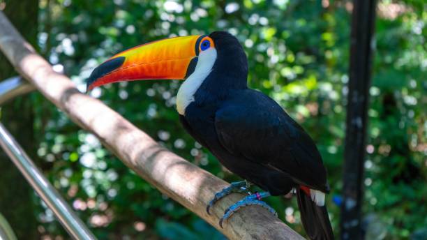 istock Toucan perched on branch at the zoo 1433554535