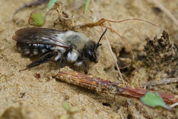 istock Macro shot of a female gray mining bee crawling around on dirt 1433554725