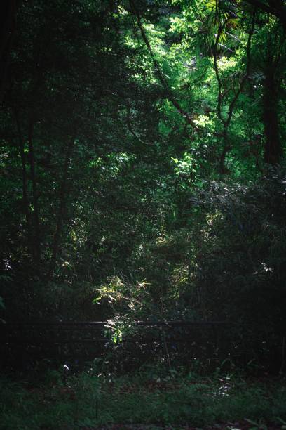 istock Vertical shot of a dark green forest during the day 1433554778