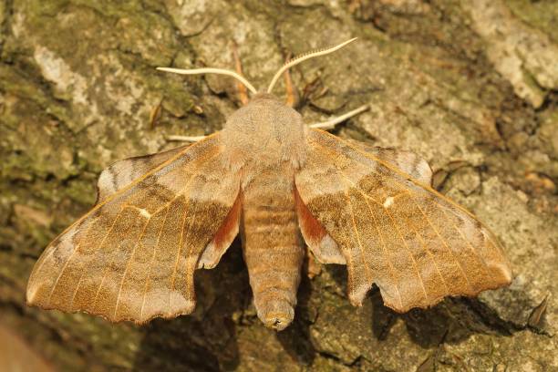 istock Closeup shot of a poplar hawk-moth on a wooden surface 1433554909