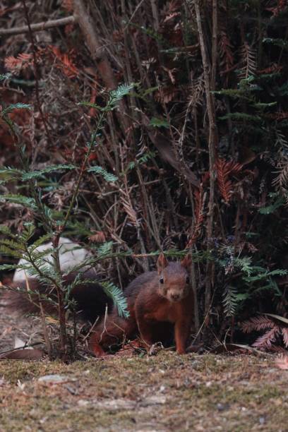 istock Vertical of a red squirrel in the forest. 1433554958