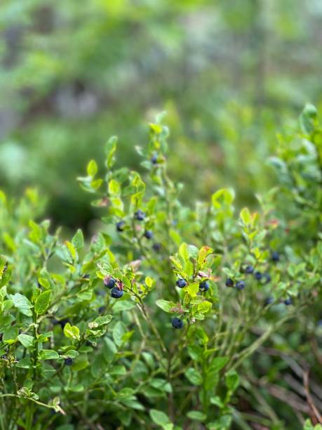istock Macro of a blueberry bush 1433554986