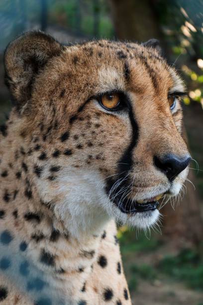 istock Vertical macro of a cheetah in a zoo 1433554998