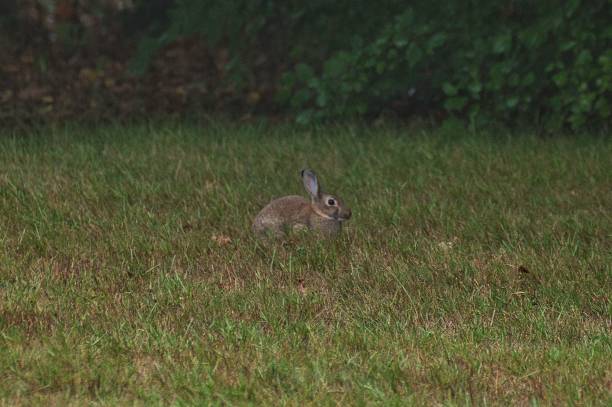 istock Cute rabbit in the green field 1433555145