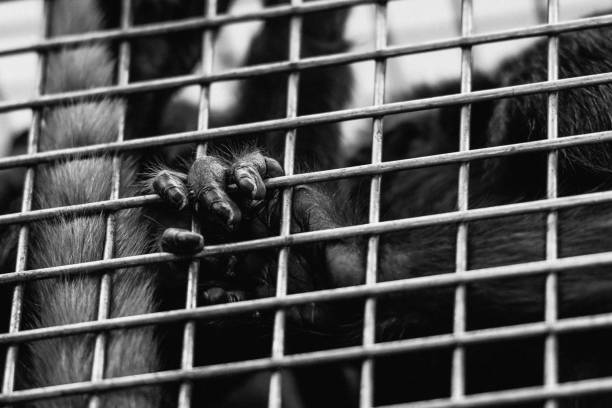 Grayscale shot of a gorilla in a cage