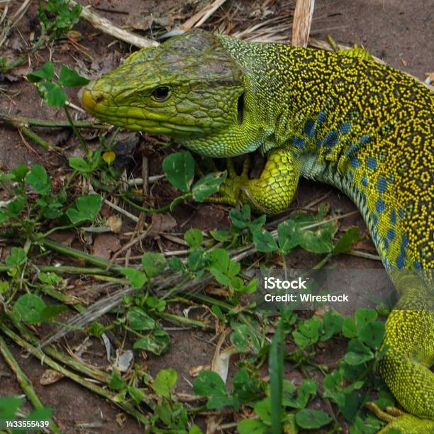 Closeup Of A Jewelled Lizard On The Ground Stock Photo - Download Image Now