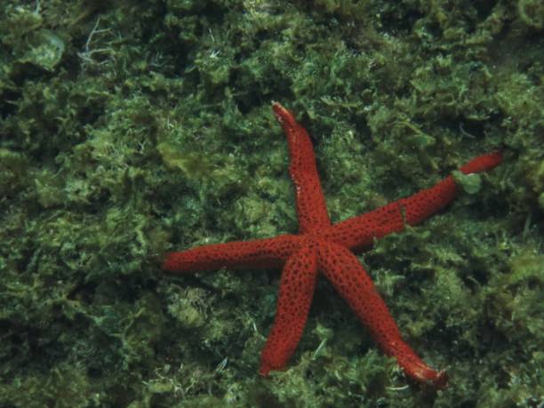 istock Star fish under the sea 1433555440