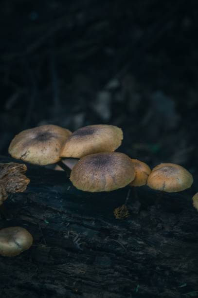 istock Vertical of mushrooms on tree bark. 1433555800