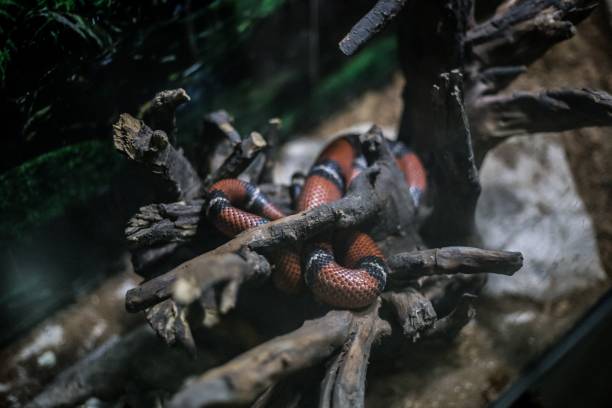 istock Milk snake on the tree in the terrarium 1433555987