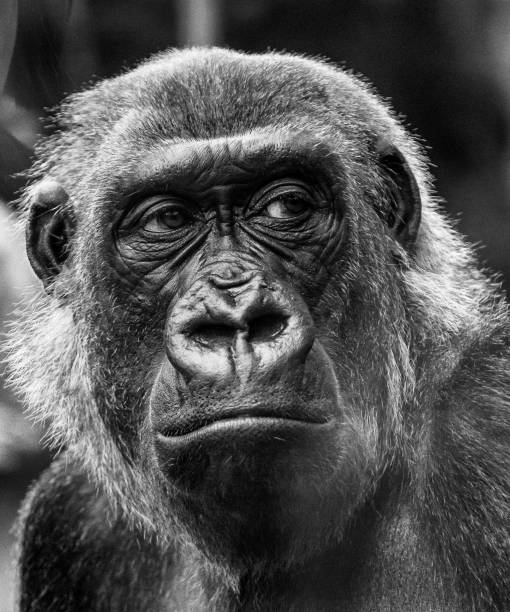 istock Vertical greyscale portrait of a monkey found in the zoo 1433556059