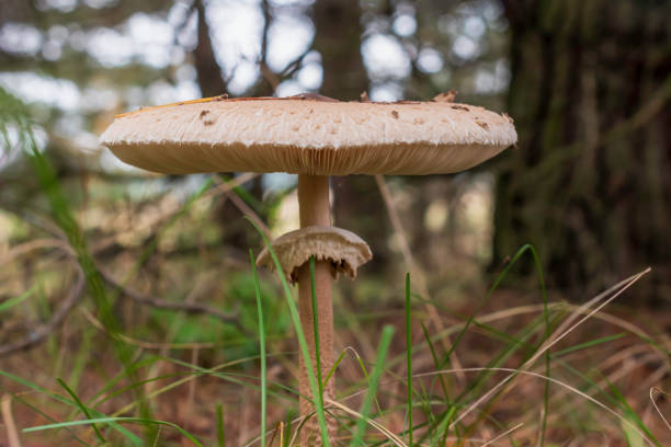 istock Blurry background, mushroom umbrella in a dark forest 1433556334