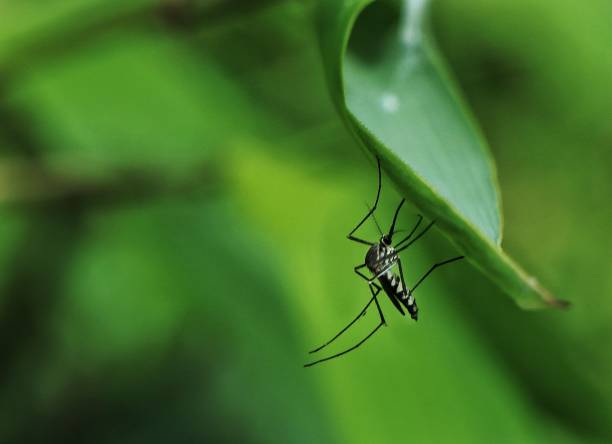 istock Selective focus shot of mosquito perched on green leaf 1433556440