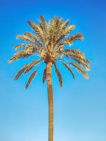 A vertical shot of a date palm tree against a blue sky background