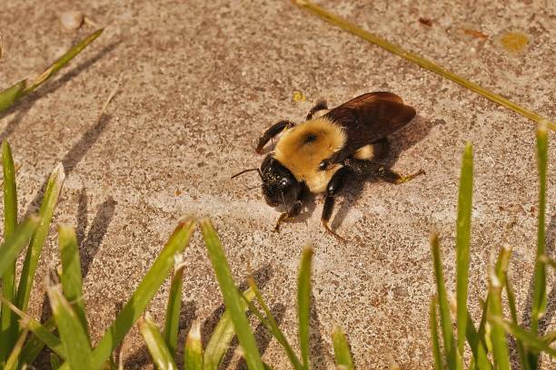 istock Close up of an Eastern carpenter bee (Xylocopa virginica) on the ground 1433557717