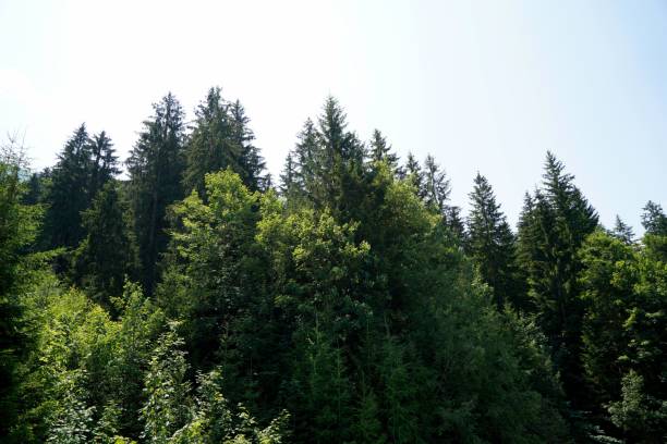 A scenic view of evergreen trees in a forest against a blue sky
