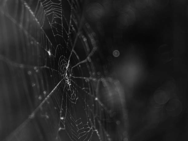 istock Grayscale closeup of a spooky spiderweb with dew 1433558371