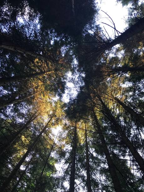 istock Low angle shot of a tall trees in the forest 1433558632