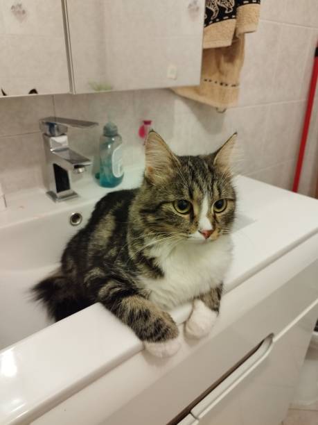 istock Vertical portrait of a cat in a bathroom 1433558672
