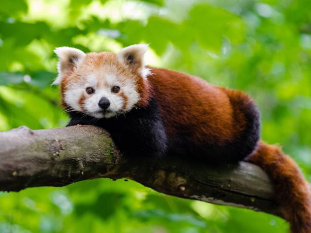 istock Close-up shot of a red panda on a tree branch 1433558844