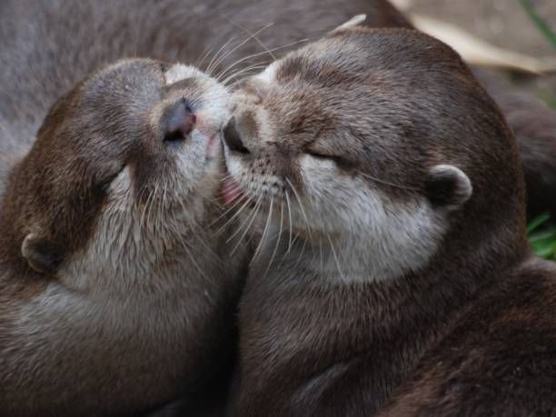 istock Close-up shot of otters hugging each other 1433558845
