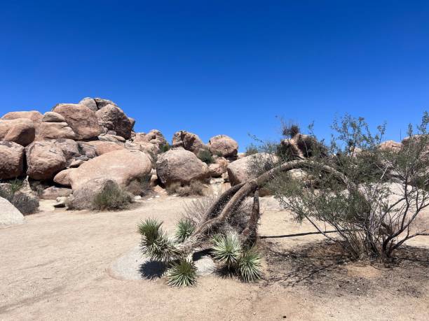 istock Tropical tree bent in the desert with large stones in the background 1433559439