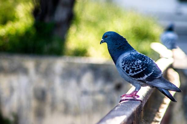 istock Closeup of a dove perched on a railing during the daytime 1433559658