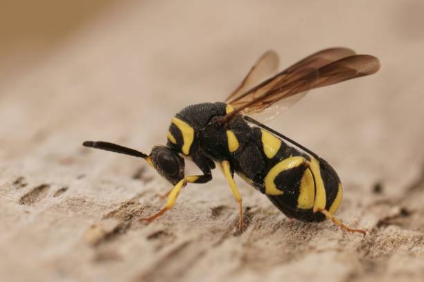 istock Closeup on a colorful yellow black parasitic wasp, Leucospis dorsigera with it's folded ovipository 1433560110