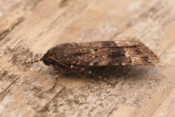 istock Closeup on the dark brown pyramidal green fruitworm owlet moth, Amphipyra pyramidea 1433560149