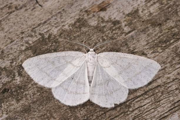 istock Closeup on the Common White Wave geometer moth, Cabera pusaria with open wings 1433560155