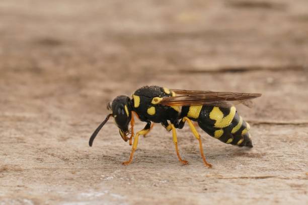 istock Closeup on a black and yellow Mediterranean potterwasp , Parodontodynerus ephippium, sitting on wood 1433560185