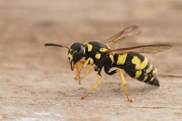 istock Closeup on a black and yellow Mediterranean potterwasp , Parodontodynerus ephippium, sitting on wood 1433560187