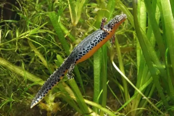 Lateral closeup of an aquatic female Greek alpine salamander, Ichthyosaura alpestris veluchiensis underwater