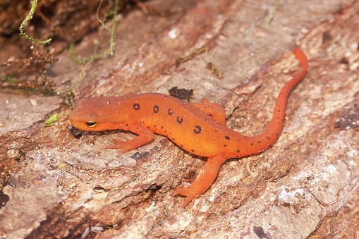 Full body closeup on a colorful red eft stage juvenile Red-spotted newt Notophthalmus viridescens sitting on wood