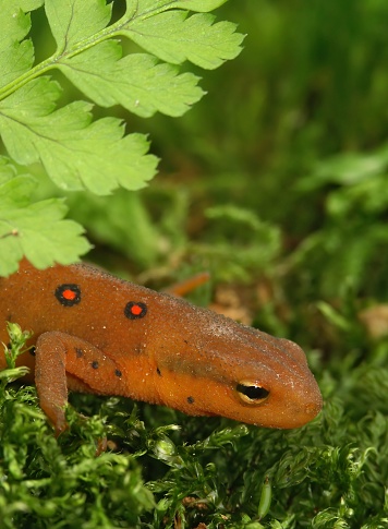 Vertical closeup on a colorful red eft stage juvenile Red-spotted newt Notophthalmus viridescens sitting on wood
