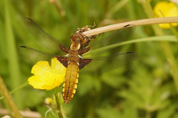 gesichtsbezogene nahaufnahme einer weiblichen breitkörperlibelle, libellula depressa - bodied stock-fotos und bilder