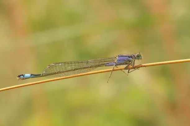 Photo of Closeup on a blue-tailed damselfly, Ischnura elegans sitting on a straw of grass