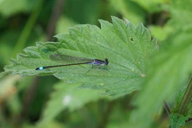 istock Closeup on a blue-tailed damselfly, Ischnura elegans sitting on a green leaf 1433560988