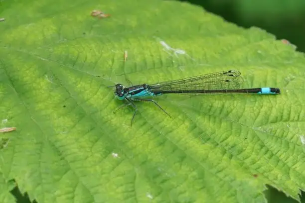 Photo of Closeup on a blue-tailed damselfly, Ischnura elegans sitting on a green leaf