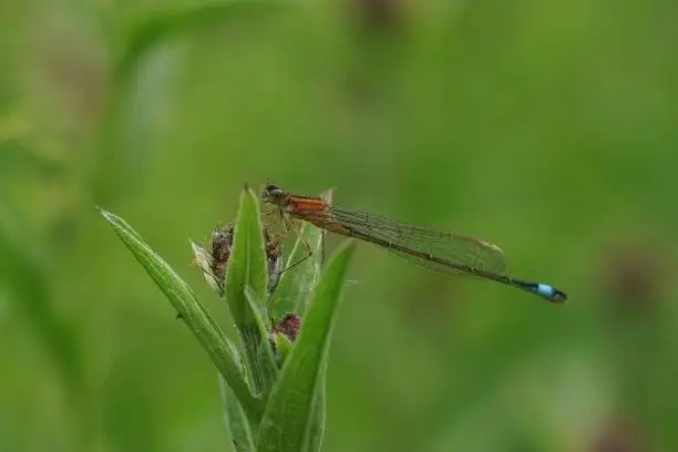 Photo of Closeup on the orange form of the Bue-tailed damselfly, Ischnura elegans against a green background