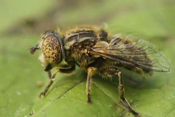 Detailed closeup on the small spotty-eyed dronefly, Eristalinus sepulchralis sitting on a green leaf