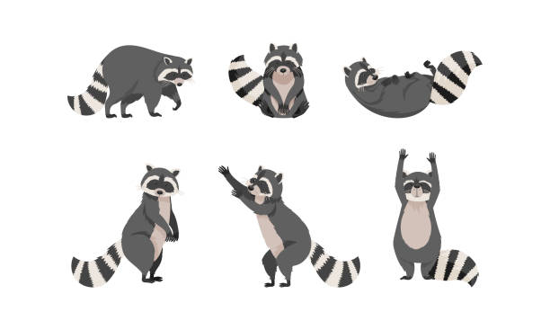 забавный енот с ловкими передними лапами и кольчатым хвостом векторный набор - raccoon stock illustrations