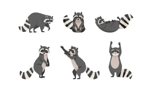 Vector illustration of Funny Raccoon with Dexterous Front Paws and Ringed Tail Vector Set