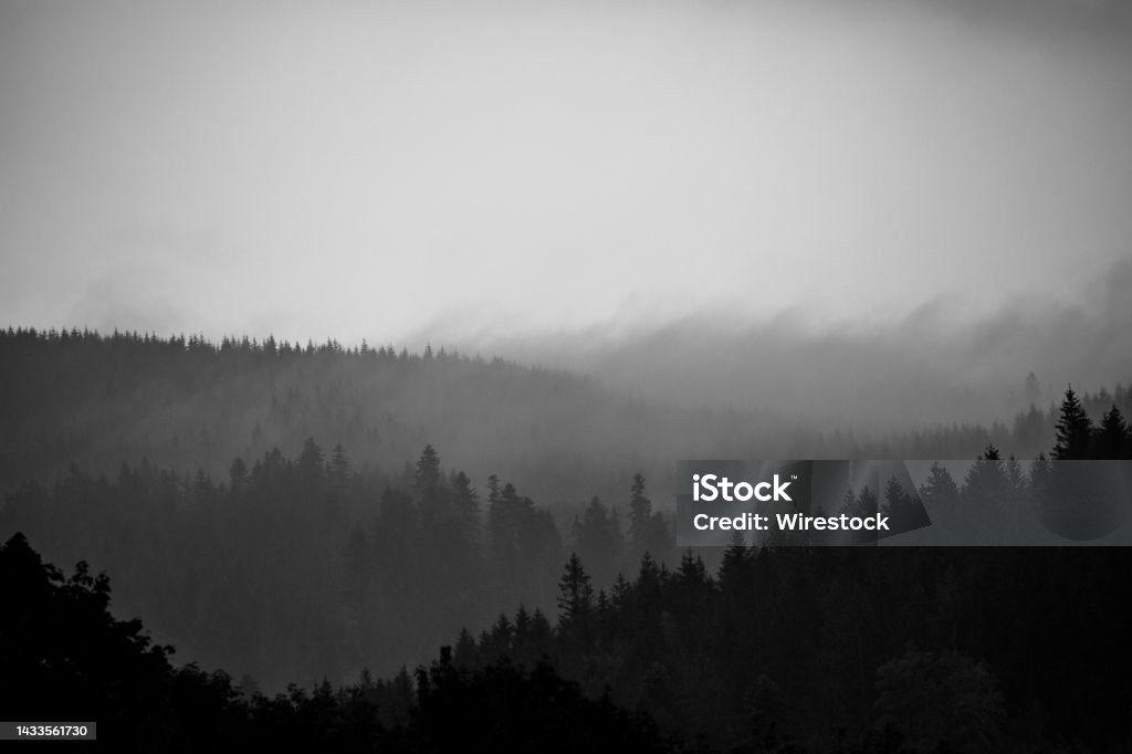 Grayscale shot of forest trees on the side of a mountain in the evening in Malenovice,Czech Republic A grayscale shot of forest trees on the side of a mountain in the evening in Malenovice,Czech Republic Black And White Stock Photo