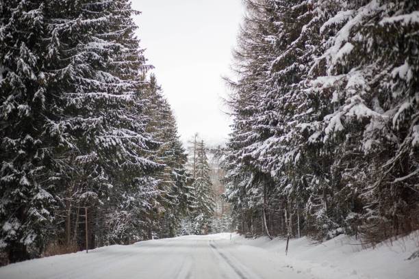 istock Beautiful landscape with pine trees in winter, Slovakia 1433562000