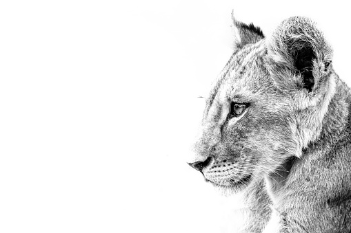 A grayscale shot of a cute lion cub on a white background with copy space