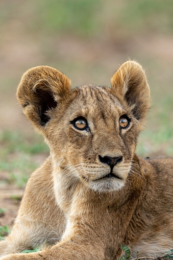 A vertical closeup shot of a beautiful lion cub