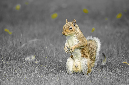 A closeup shot of a gray squirrel in a field during the day