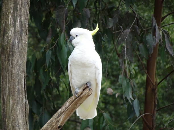 istock Cockatoo 1433562326